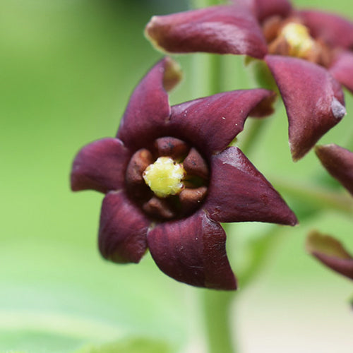 Cynanchum Atratum Flower Plant