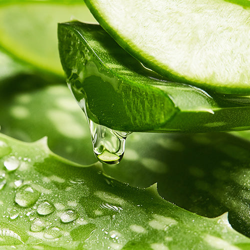 Aloe Vera Plant Gel