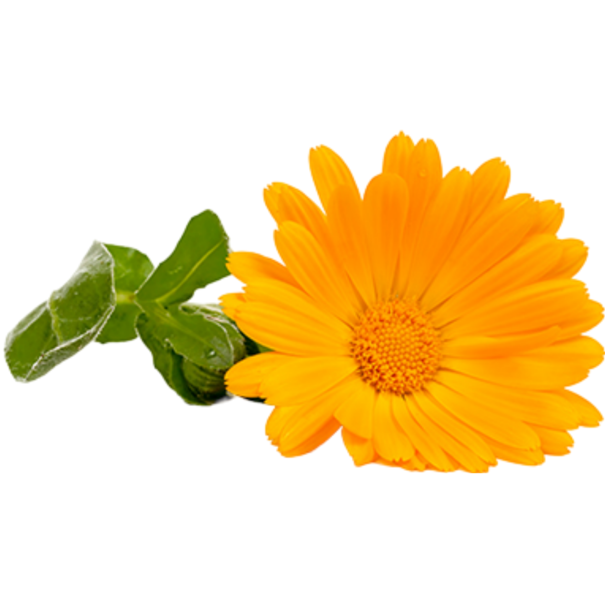 Calendula Flower